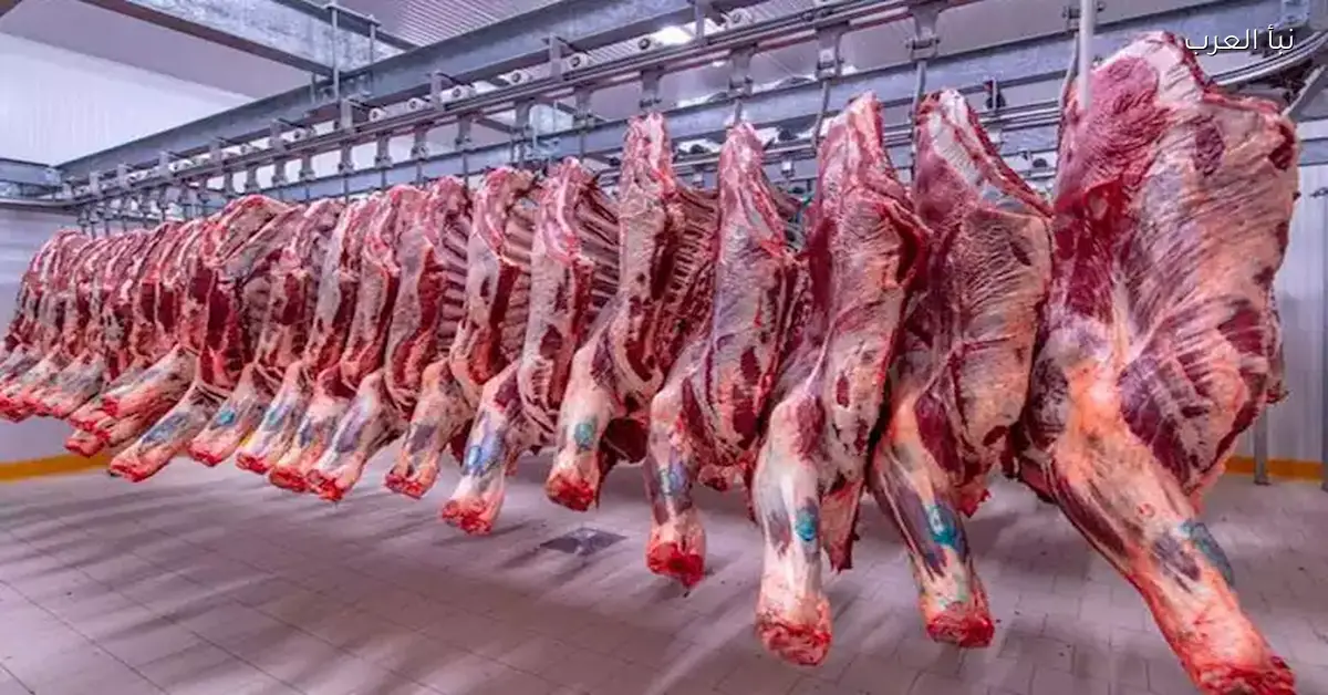 ارتفاع أسعار اللحوم والعدس والزيت في الأسواق اليوم بشكل ملحوظ
