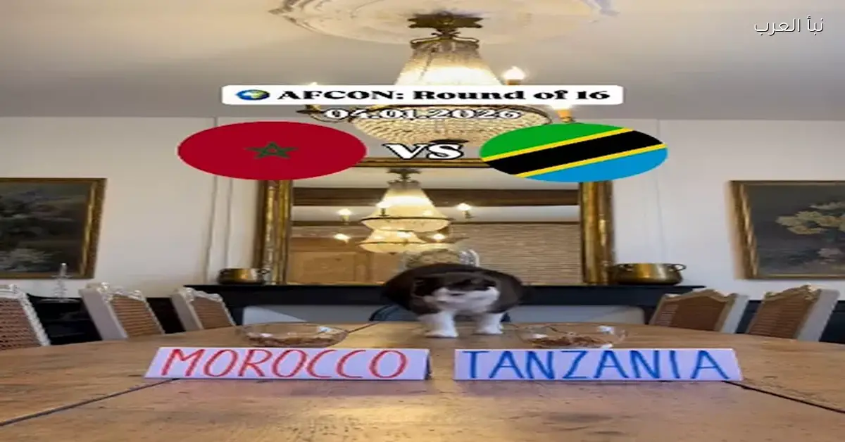 القط نيمبوس يتنبأ بالفائز في مباراة المغرب وتنزانيا الليلة