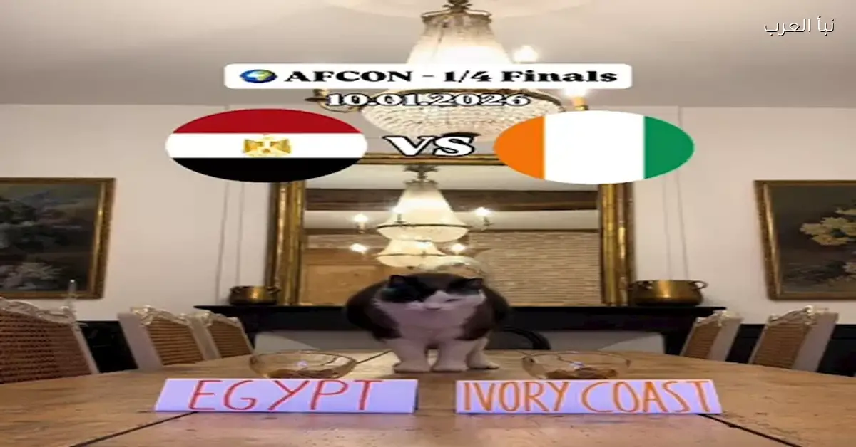 تعرف على أحدث توقعات نتيجة مباراة مصر وكوت ديفوار بمشاركة قط وببغاء ودولفين