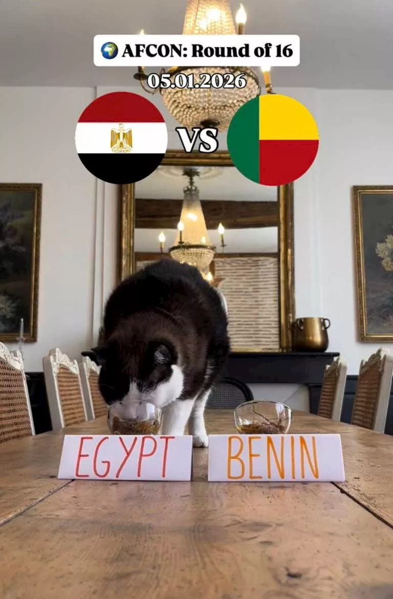 القط نيمبوس