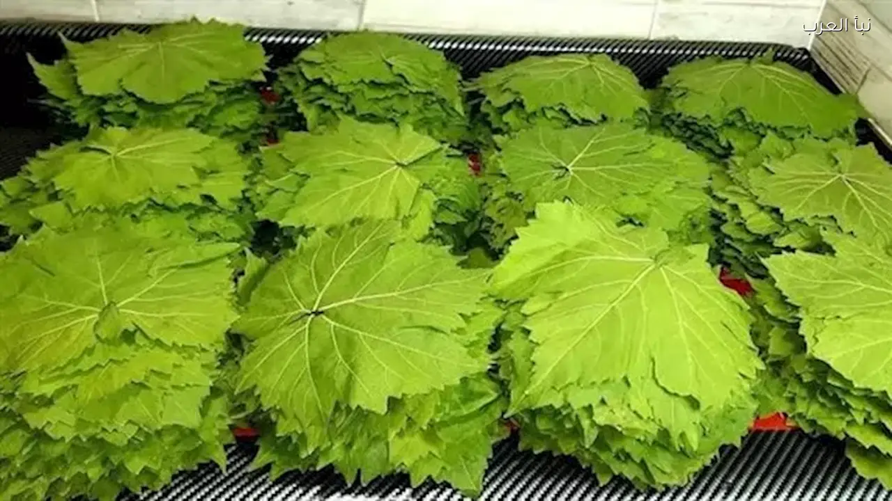 سعر كيلو ورق العنب يصل إلى 200 جنيه والشعبة تحذر من ورق الفراولة