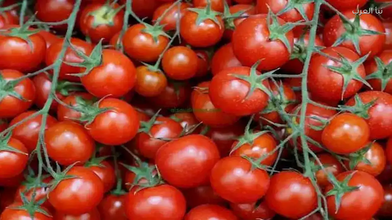 أسعار الطماطم ترتفع في سوق العبور اليوم