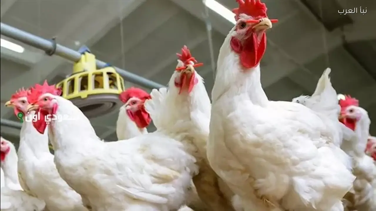 أسعار الدواجن تنخفض اليوم الخميس في الأسواق
