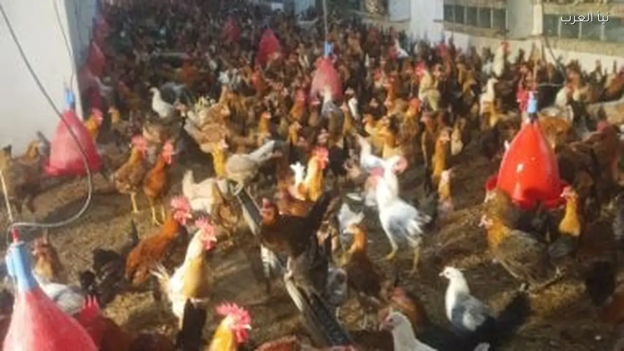 أسعار الفراخ اليوم 5 فبراير 2026 في المزرعة