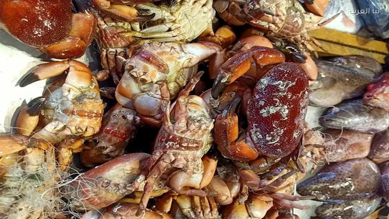 أسعار الكابوريا والأسماك ترتفع في سوق العبور