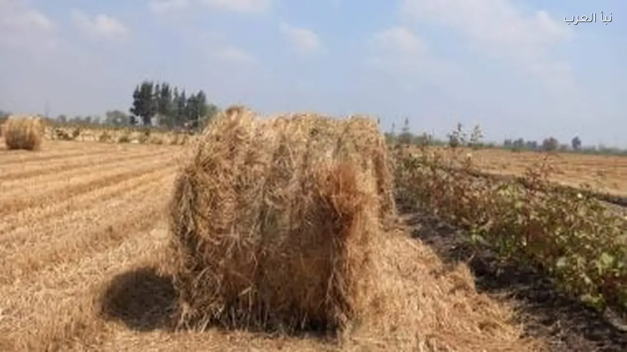 مخزون الأرز يكفي 9 أشهر واستقرار الأسعار خلال رمضان