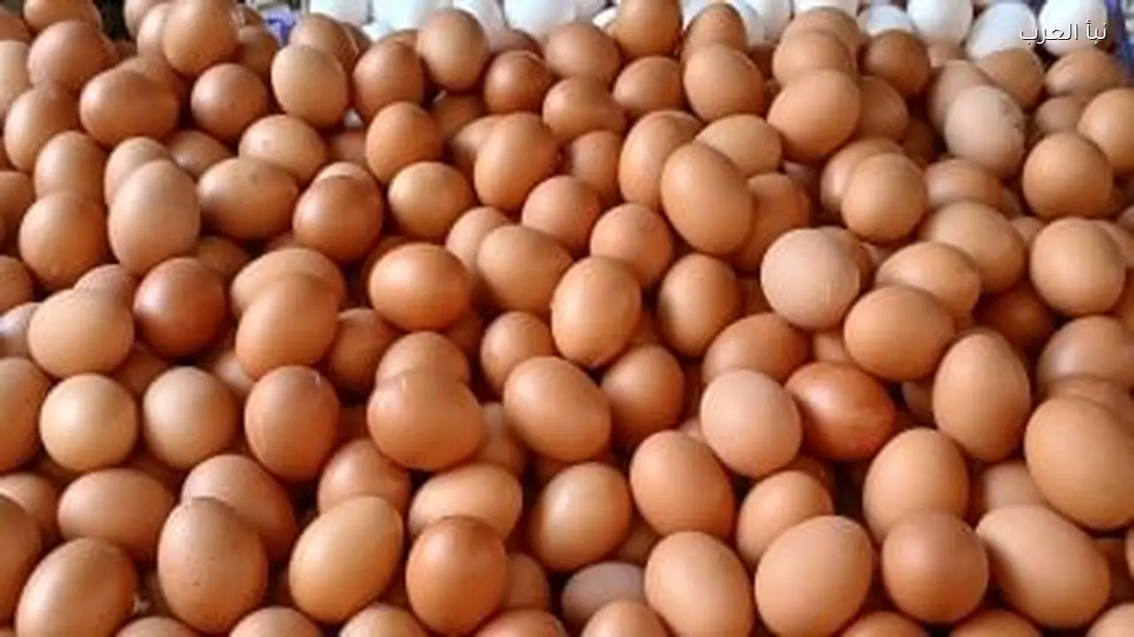 وزارة الزراعة تبيع كرتونة البيض بـ 110 جنيهات في معرض الدقي