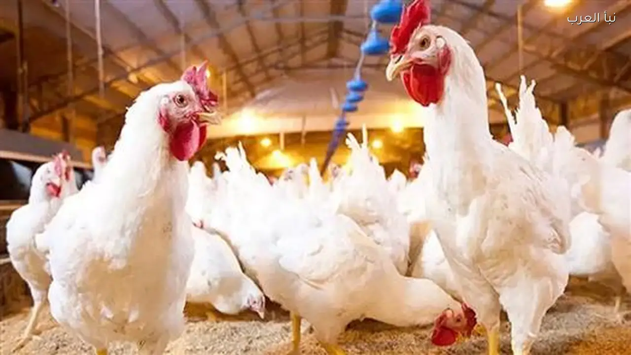 الان سعر الفراخ البيضاء اليوم الخميس 12 مارس 2026 وتحديث اسعار البلدي والساسو