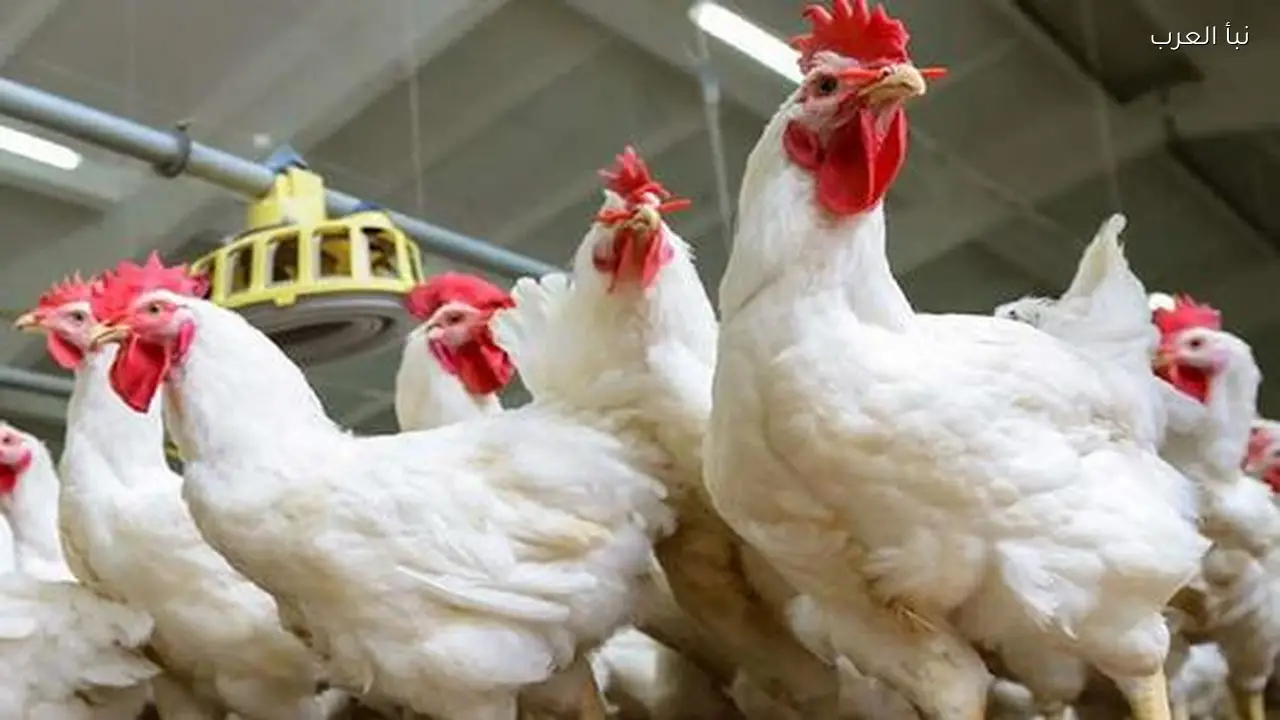 الان سعر الفراخ البيضاء اليوم للمستهلك كم وصل البانيه وكرتونة البيض؟