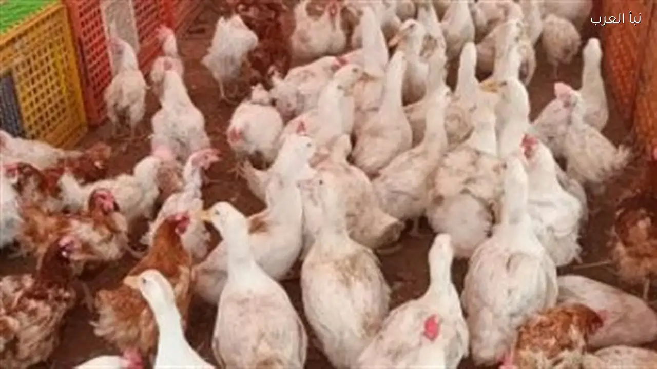 أسعار البانيه والأوراك اليوم السبت في الأسواق ومنافذ الدولة