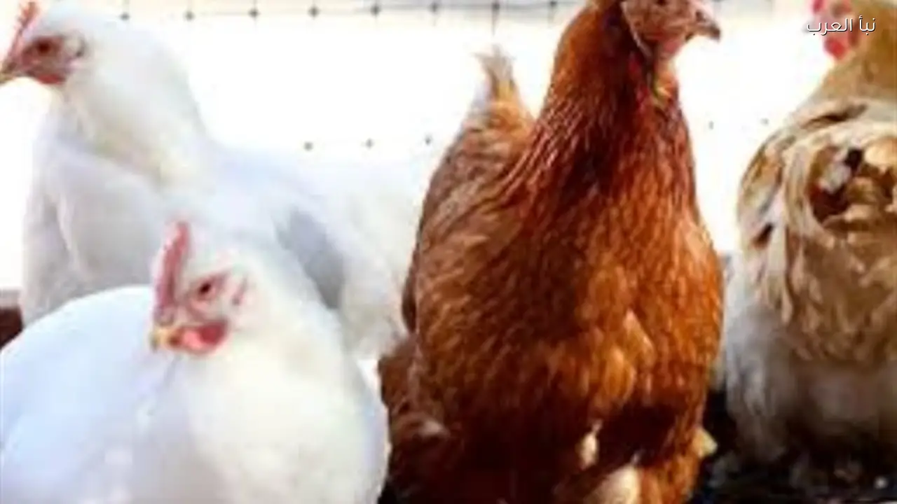 أسعار الدواجن البيضاء والبلدي والساسو: فروق واضحة من المزرعة إلى المستهلك