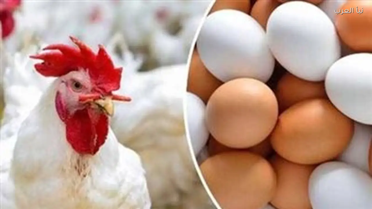 أسعار الدواجن اليوم بعد ارتفاع أسعار الوقود