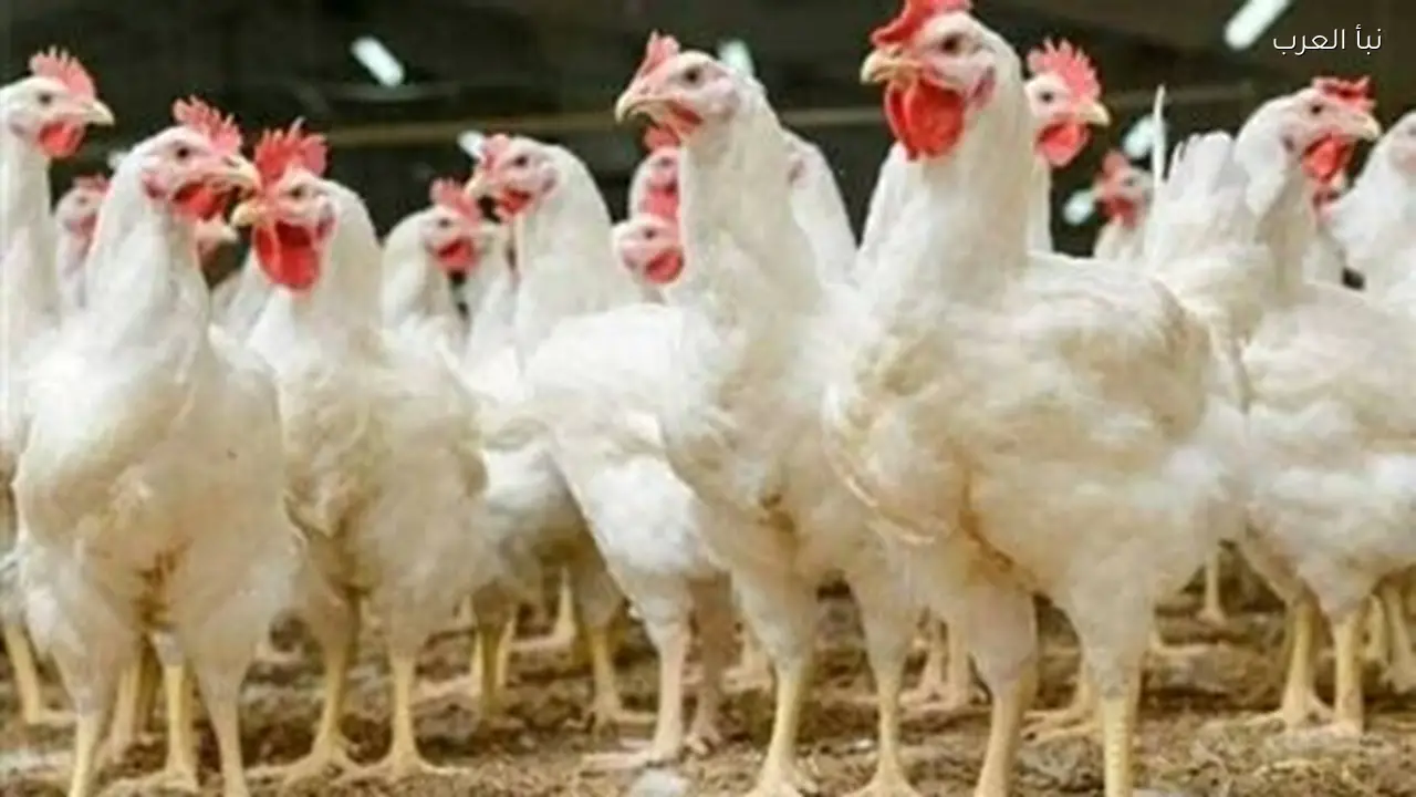 أسعار الدواجن اليوم: تراجع كبير في سعر الفراخ البيضاء