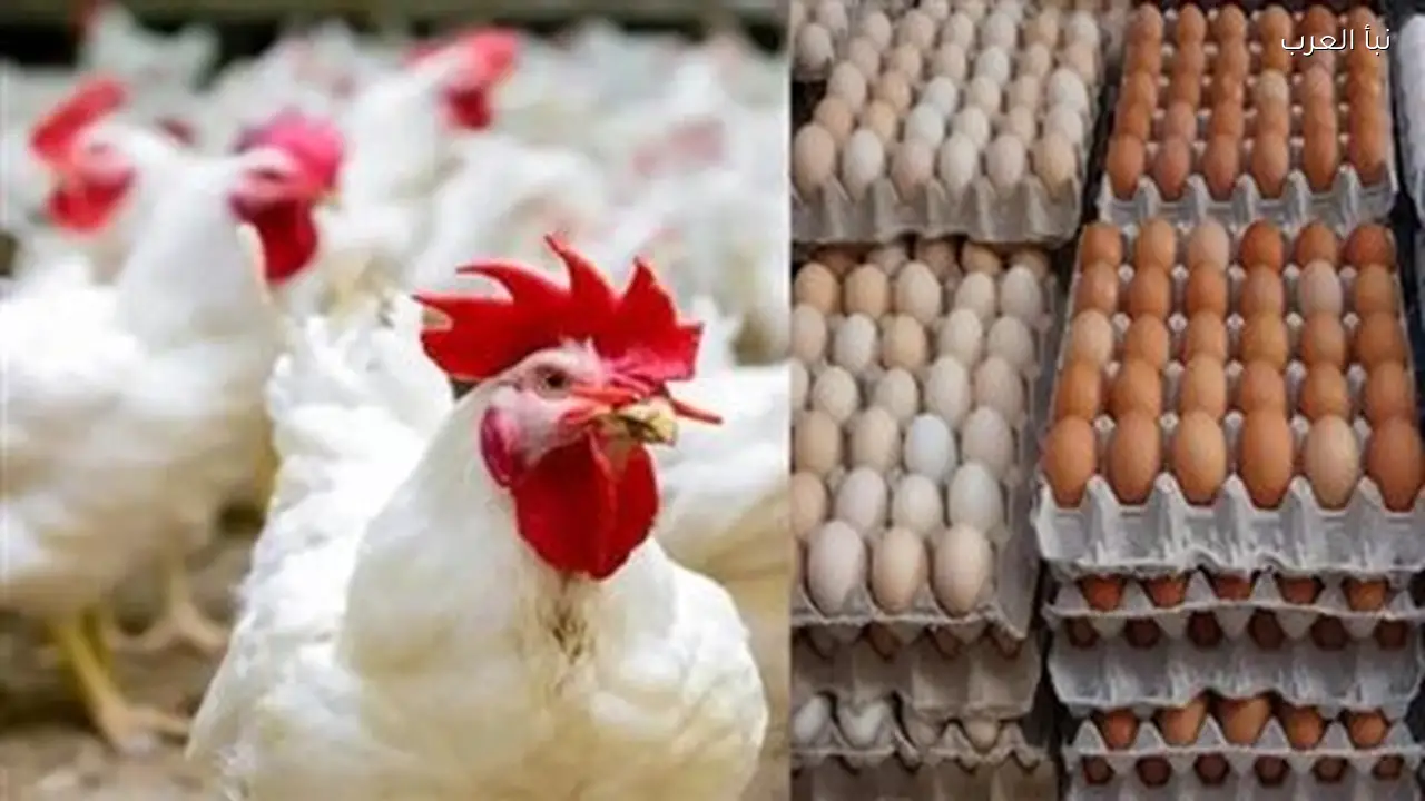 أسعار الدواجن تتراجع 20 جنيهًا اليوم بعد ارتفاع قياسي
