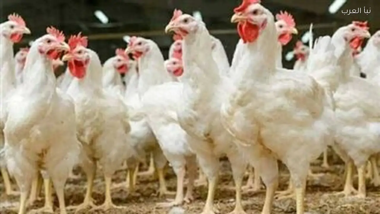 أسعار الدواجن ترتفع اليوم مع تزايد الطلب في رمضان 2026
