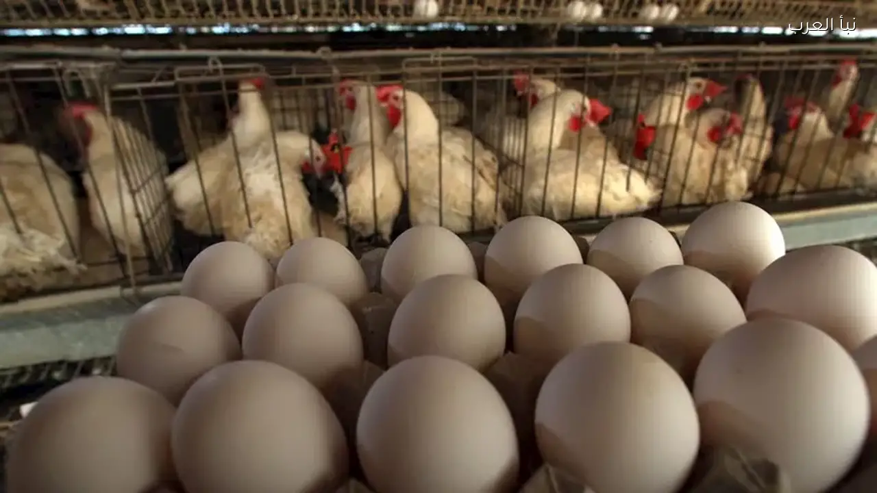 أسعار الدواجن تنخفض والبيض يرتفع اليوم الأربعاء بالأسواق