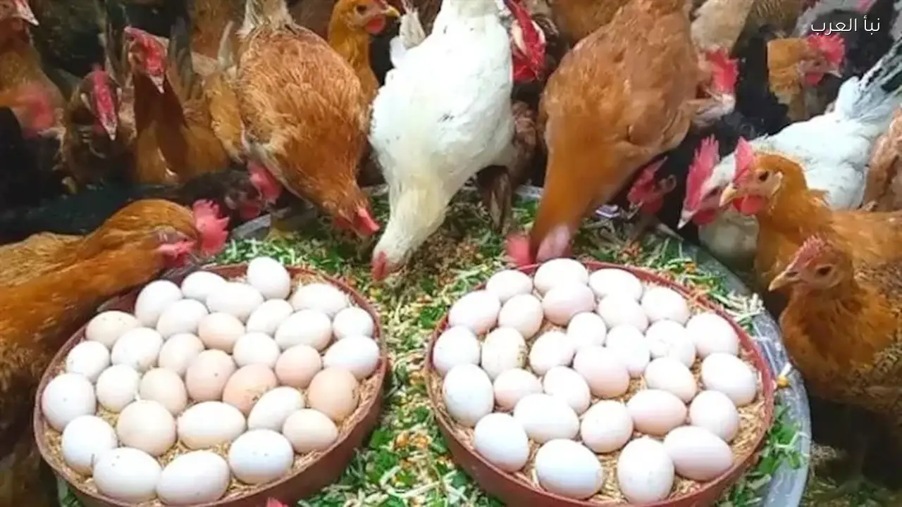 أسعار الدواجن والبيض تنخفض اليوم الثلاثاء في الأسواق