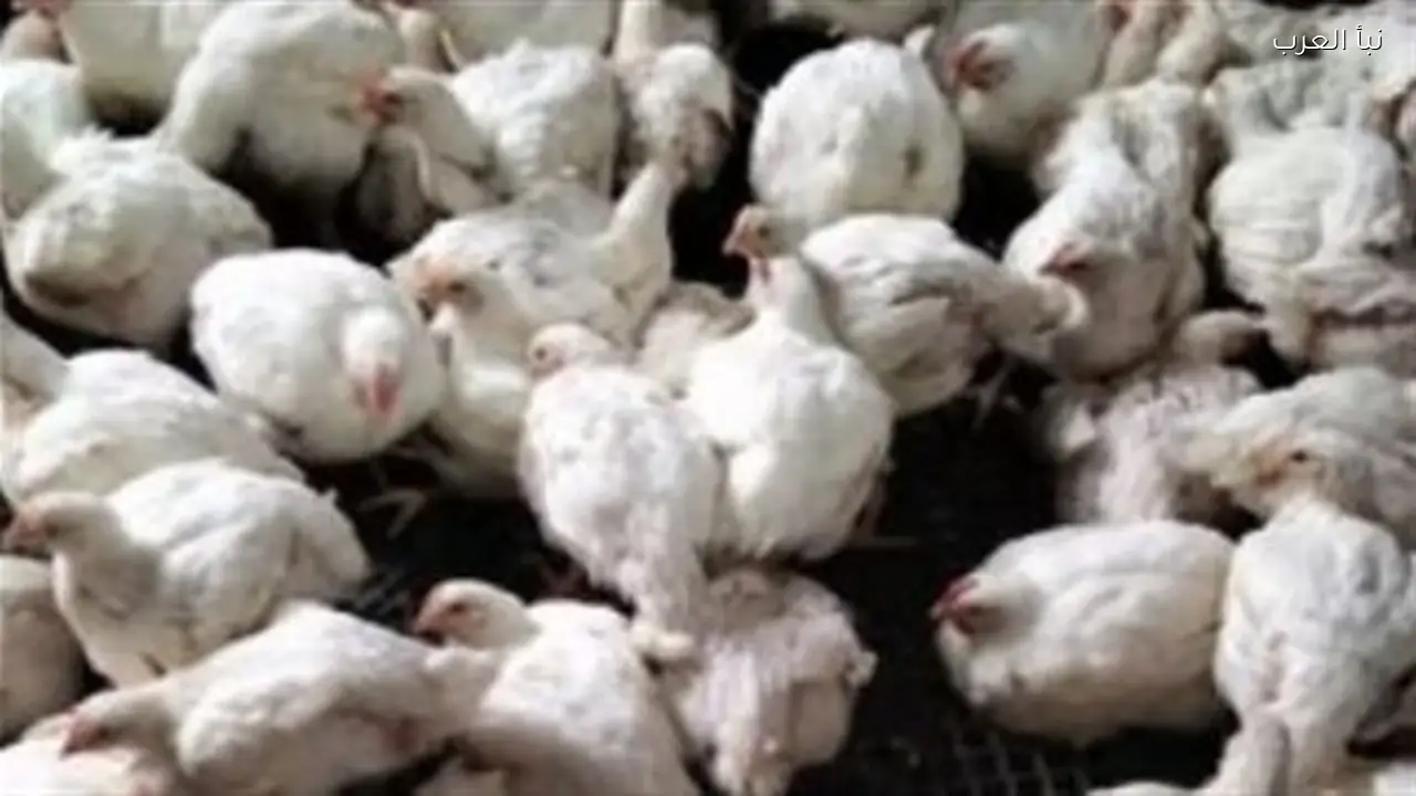 أسعار الفراخ البيضاء والساسو والأمهات اليوم تشهد استقرارًا بعد انخفاضات سابقة