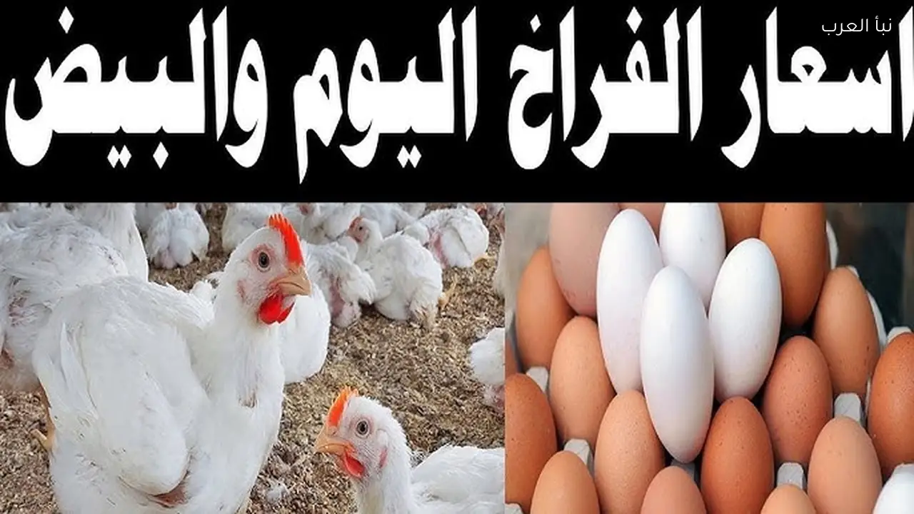 بورصة الدواجن اليوم: استقرار أسعار الفراخ والبيض اليوم الاثنين 16 مارس 2026