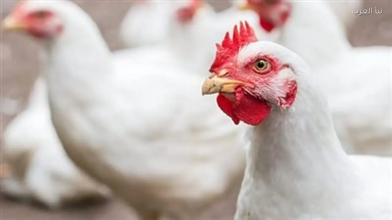 أسعار اللحوم والدواجن اليوم: استقرار وارتفاع في السوق