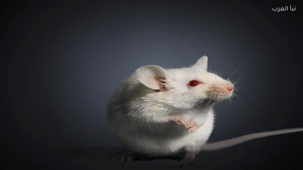 إعادة بناء مقاطع فيديو من نشاط دماغ الفئران في اختراق علمي جديد