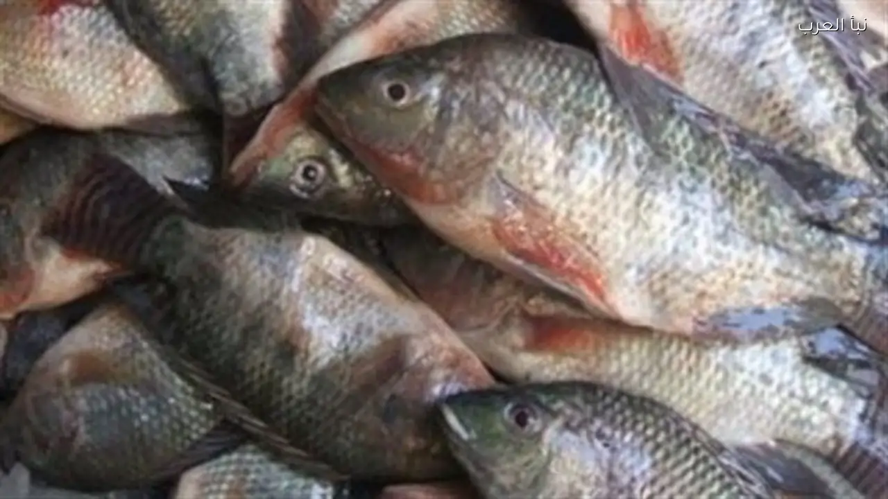 اختبارات بسيطة تكشف الفرق بين السمك الطازج والفاسد في الماء