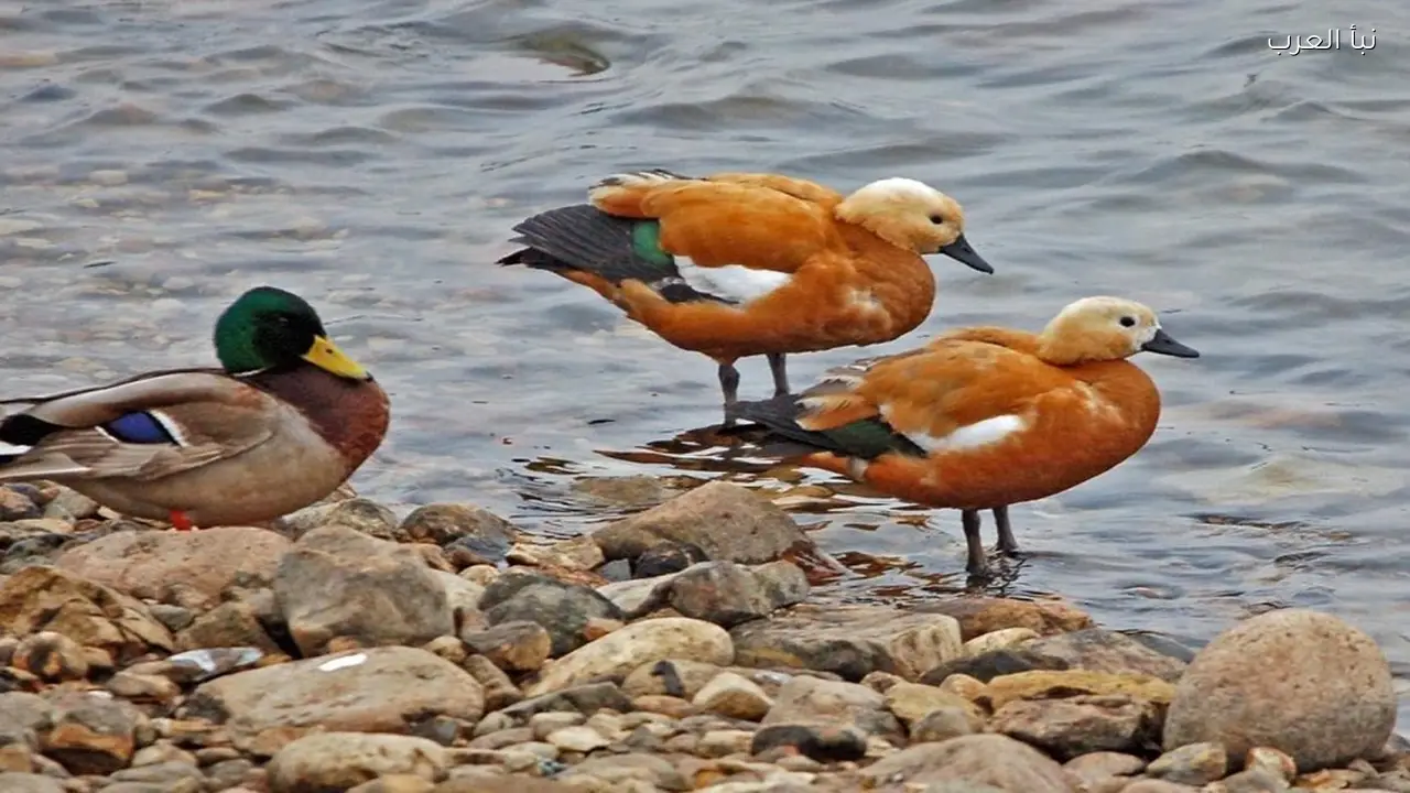 ارتفاع أعداد البط في روسيا بشكل ملحوظ مؤخراً