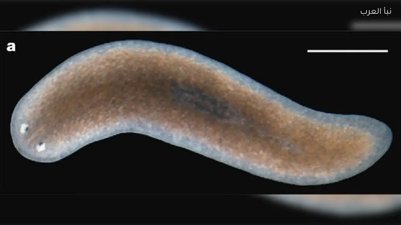اكتشاف آلية بيولوجية جديدة لنمو الأعضاء المفقودة لدى الديدان