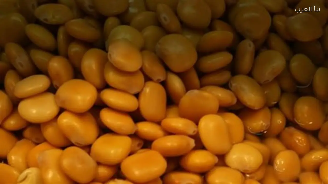 الترمس.. رفيق العائلة في عيد الفطر وفوائده الغذائية