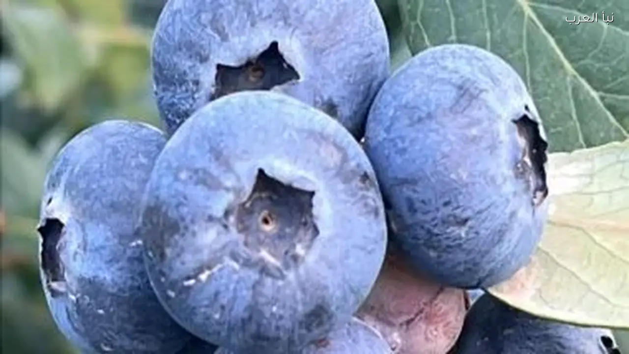 التوت الأزرق يحقق أرباحًا أعلى من الذهب في مصر الآن