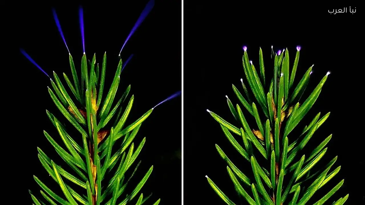 العلماء يكشفون أسرار “التفريغ التاجي” مع ظهور شرارات زرقاء على الأشجار