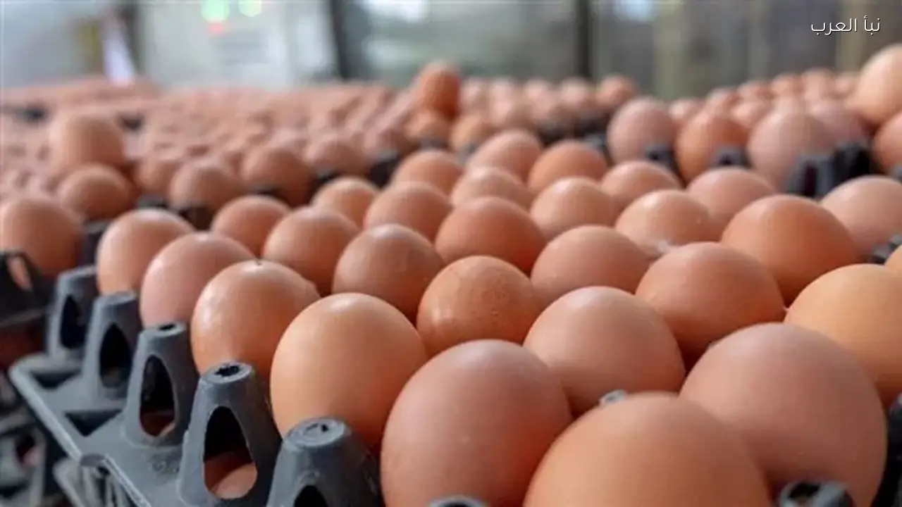 انخفاض أسعار البيض اليوم الأحد في الأسواق