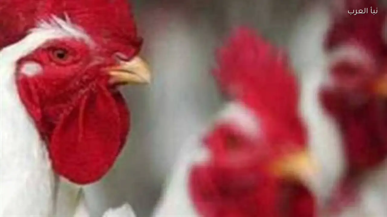 بورصة الدواجن الآن: انخفاض سعر الكيلو 5 جنيهات وتراجع الإقبال في الأسواق