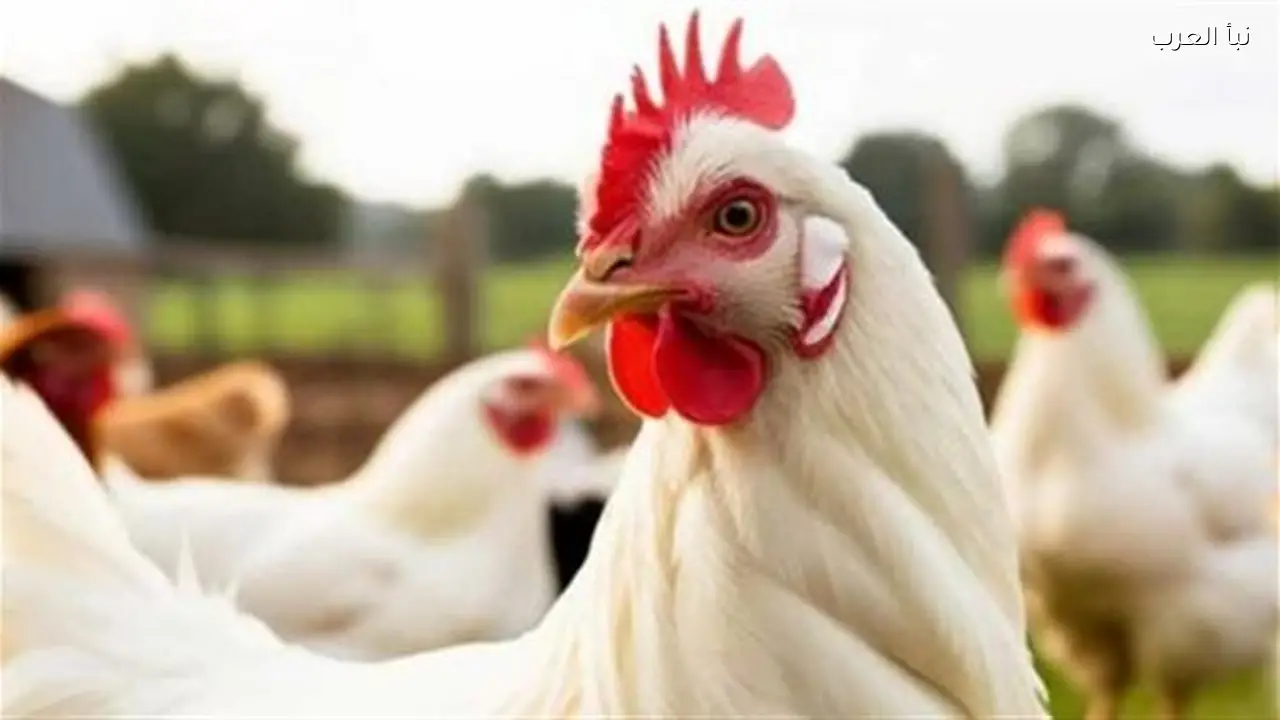 ثروت الزيني يوضح أسباب تذبذب أسعار الدواجن وتأثير القوة الشرائية اليوم