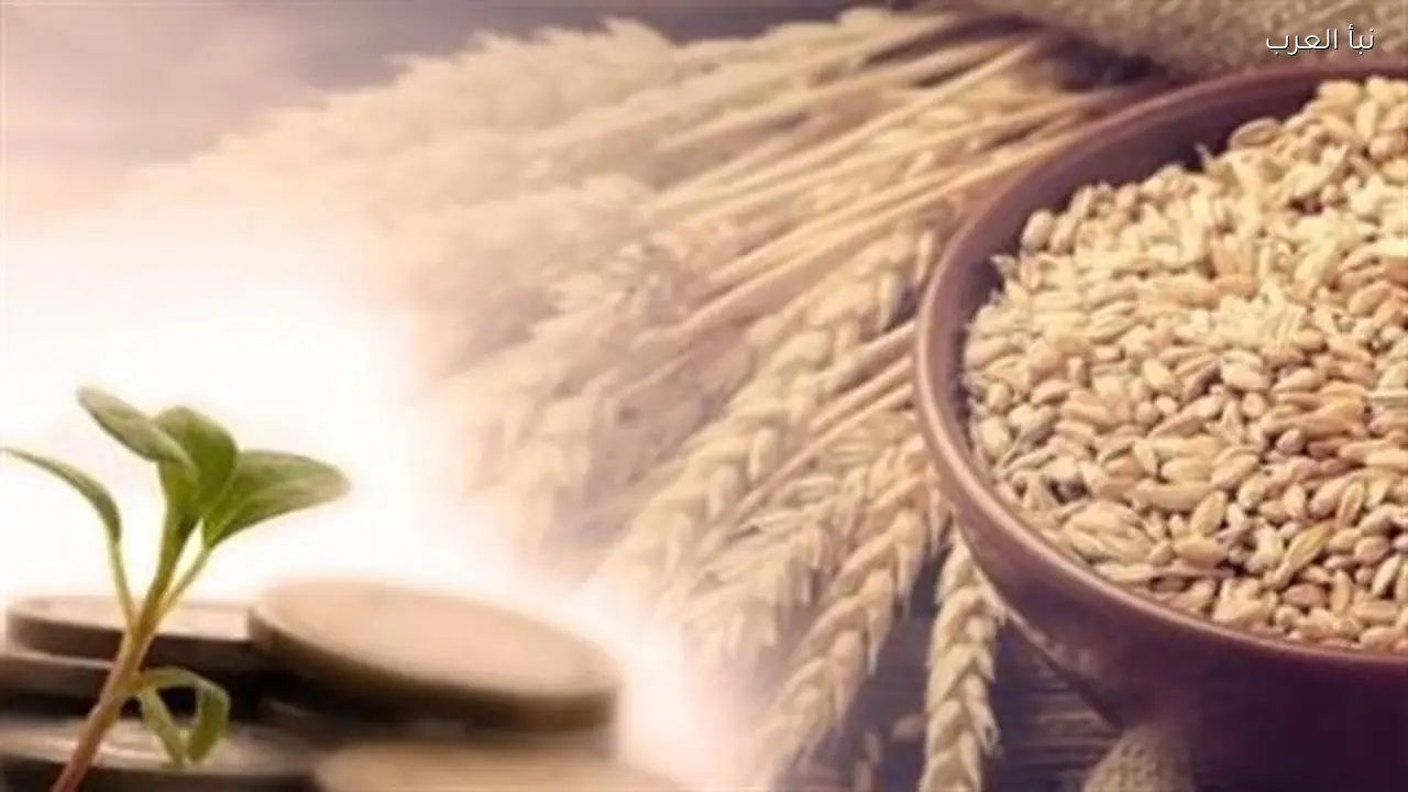 دار الإفتاء توضح سبب تحديد زكاة الفطر بـ 35 جنيهًا هذا العام