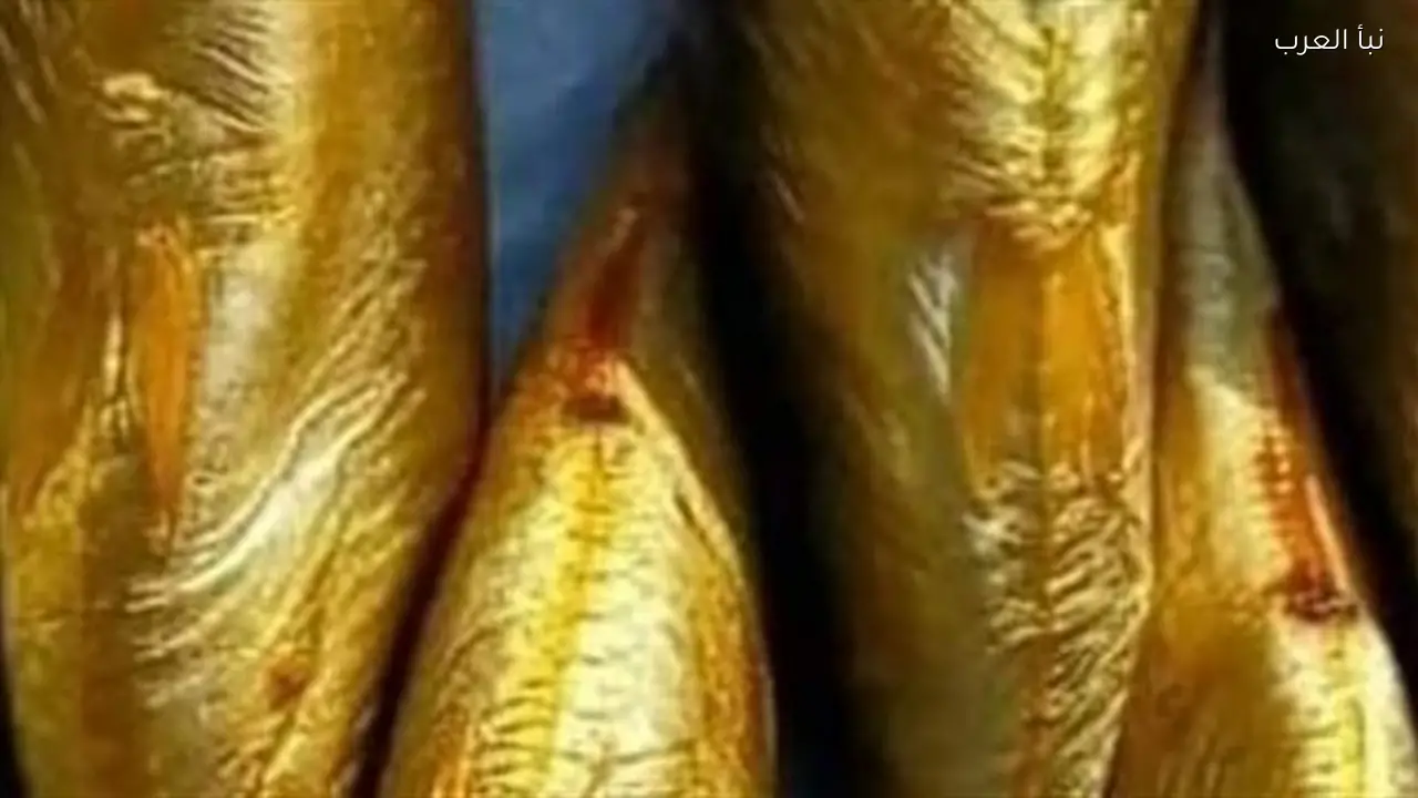 دليل المشتري الذكي: كيف تميز بين الرنجة والفسيخ السليم والفاسد