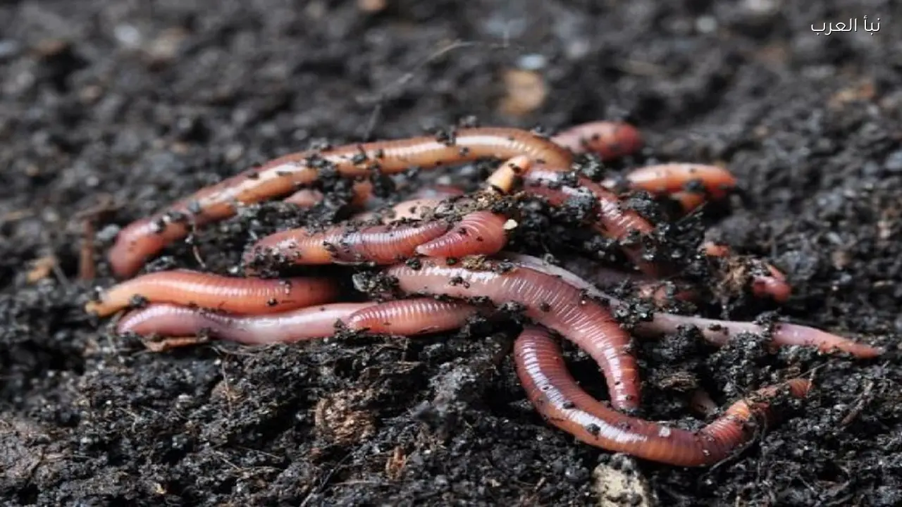 ديدان الأرض تكشف عن تلوث التربة بالمعادن الثقيلة اليوم