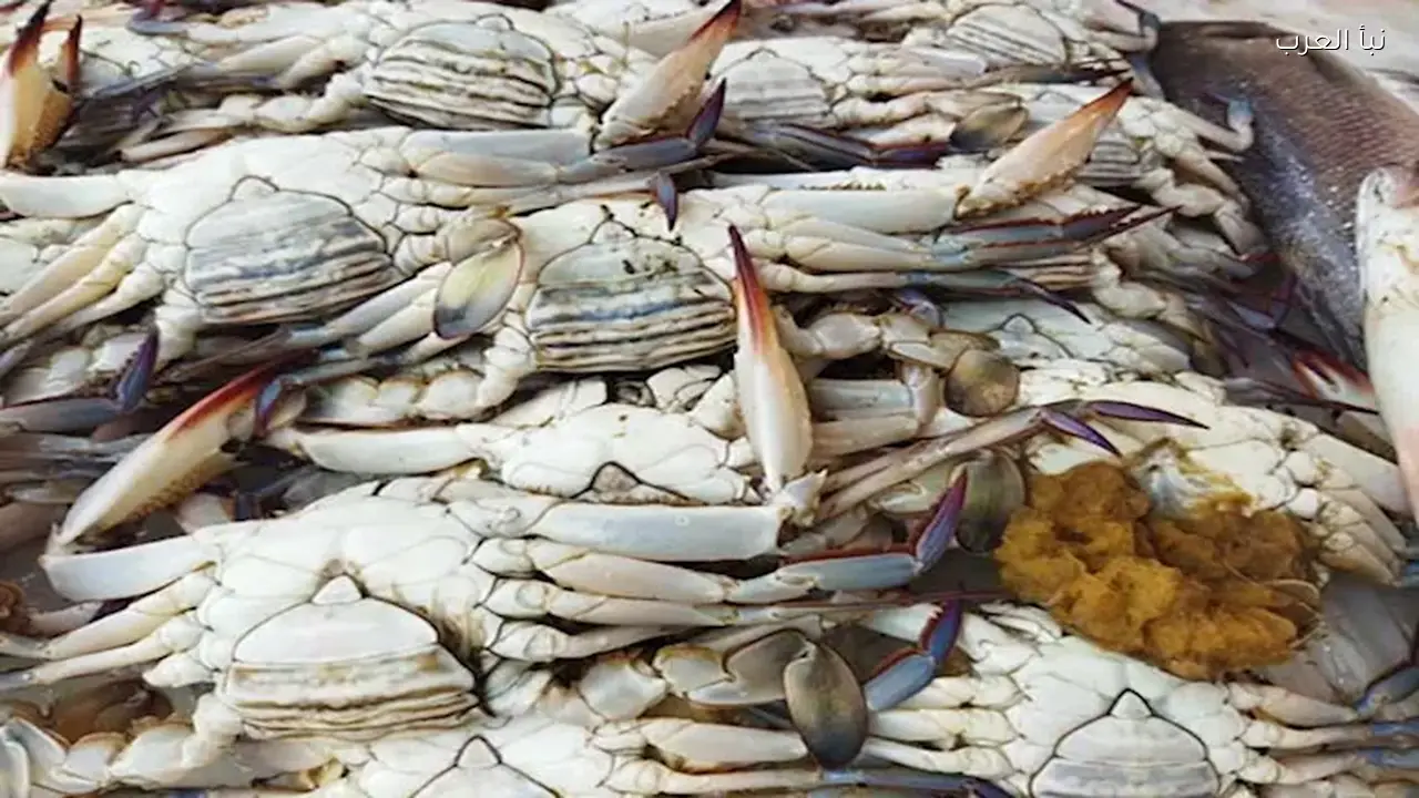 سعر الكابوريا ينخفض اليوم في سوق العبور