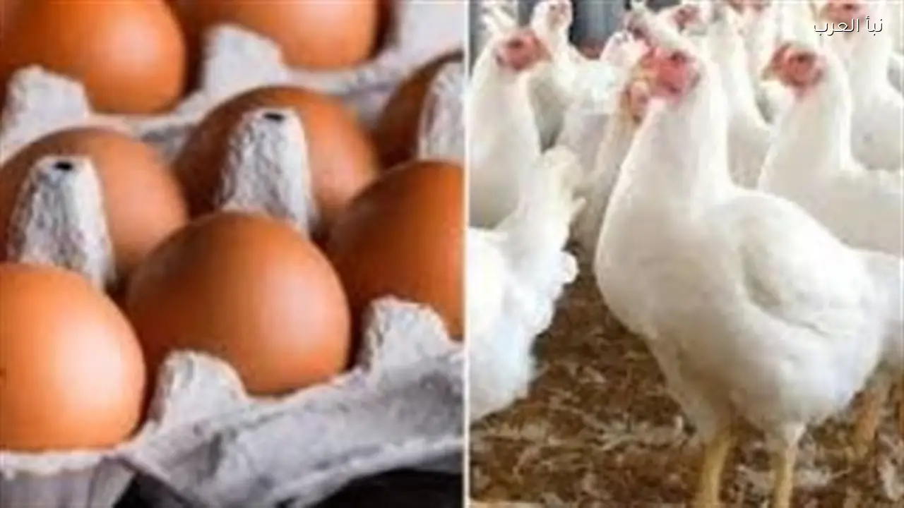 سعر الكتكوت اليوم السبت يشمل الساسو والبلدي والروزي بيور