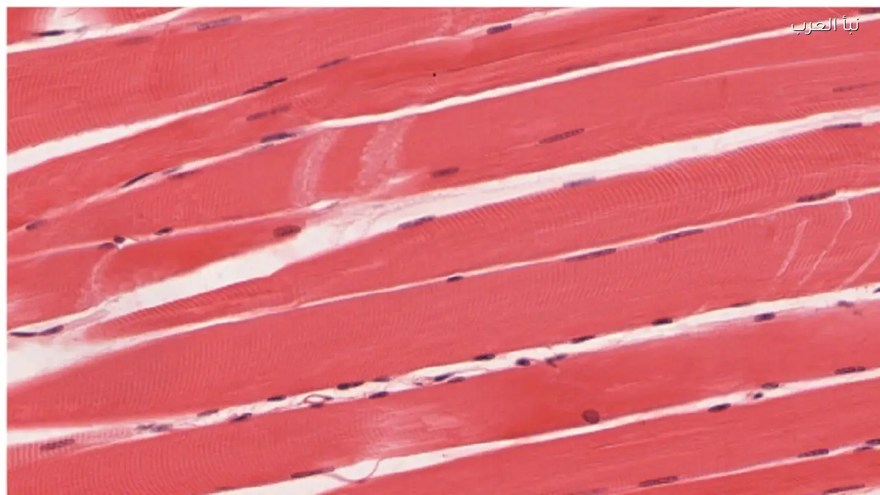 علماء صينيون ينجحون في طباعة أنسجة عضلية تحاكي الطبيعية بدقة عالية