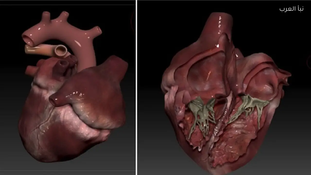 علماء يبتكرون نموذجًا ثلاثي الأبعاد للقلب يحاكي نبضه حديثًا