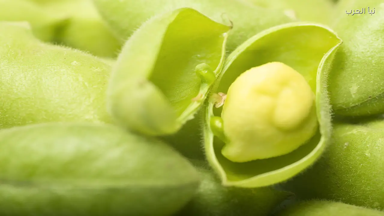 علماء ينجحون في زراعة الحمص بتربة مشابهة لسطح القمر