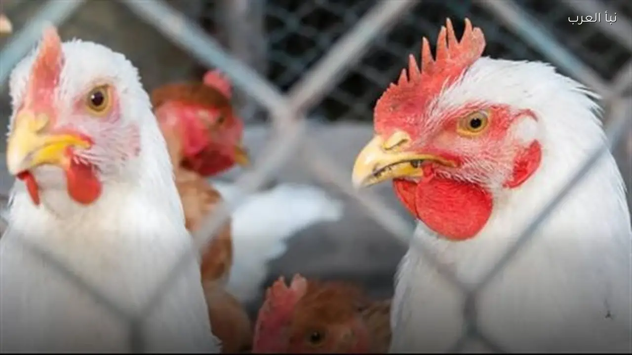 هبوط أسعار الفراخ الساسو والبلدي اليوم بعد زيادة الإنتاج وتراجع الطلب