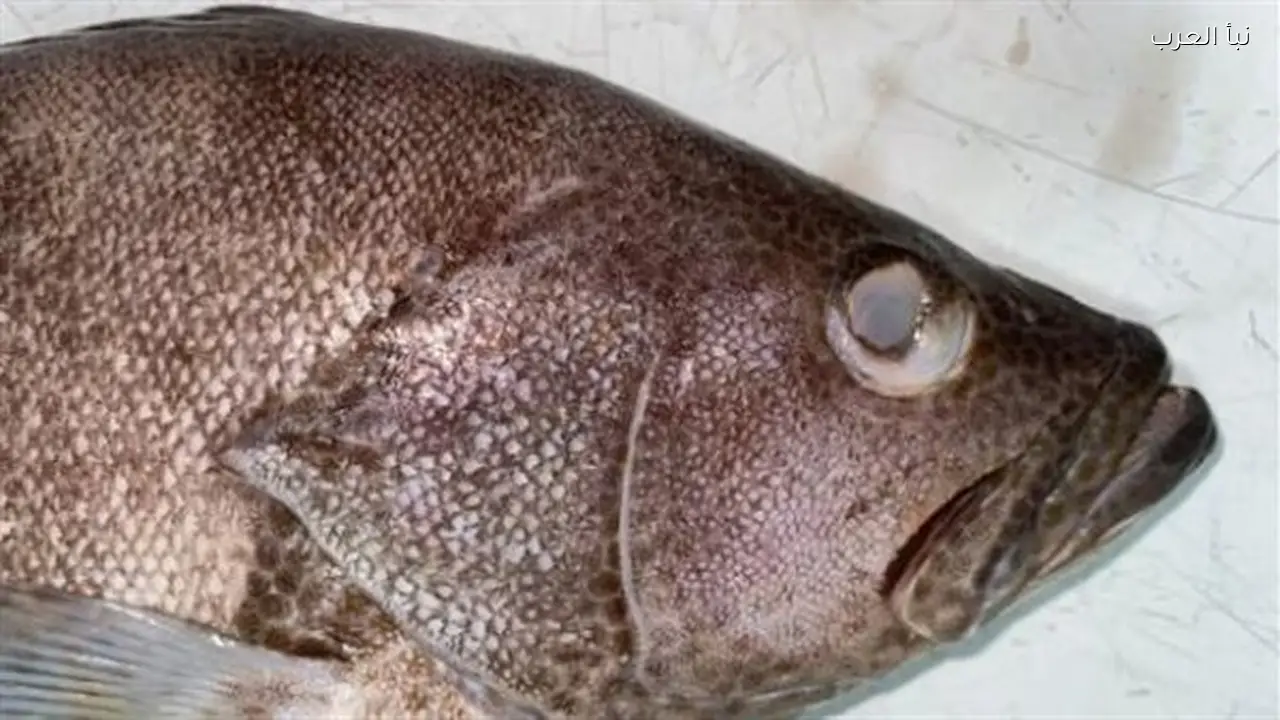 وزارة الصحة المصرية تكشف 5 علامات لتحذير من السمك التالف في منزلك