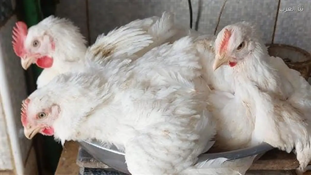 تحديث جديد.. سعر كيلو الفراخ البيضاء اليوم للمستهلك والمزرعة