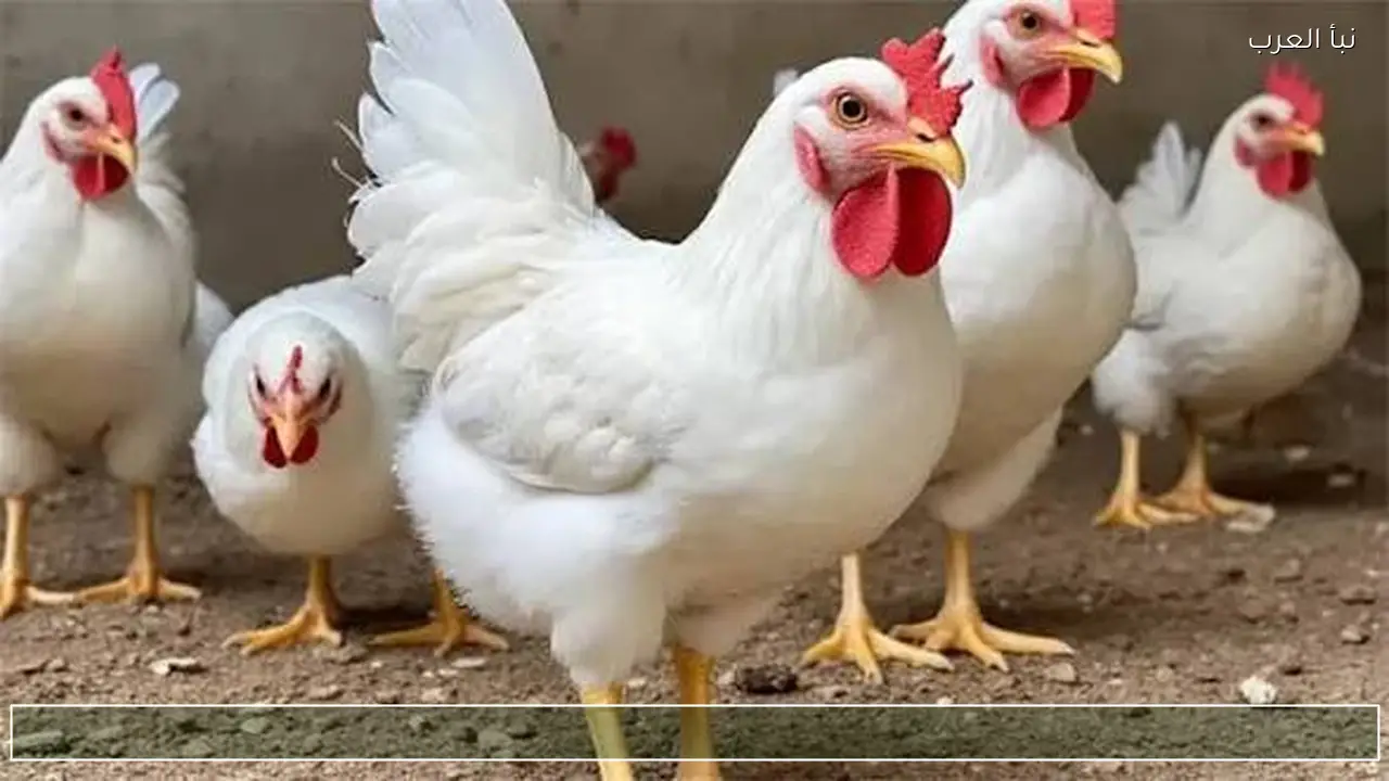 بكام الكيلو؟ .. أسعار الفراخ البيضاء اليوم السبت 11 ابريل 2026 للمستهلك