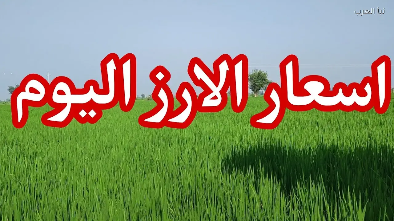 سعر الأرز الشعير الآن الجمعة 10 ابريل 2026 في الاسواق والمضارب المصرية