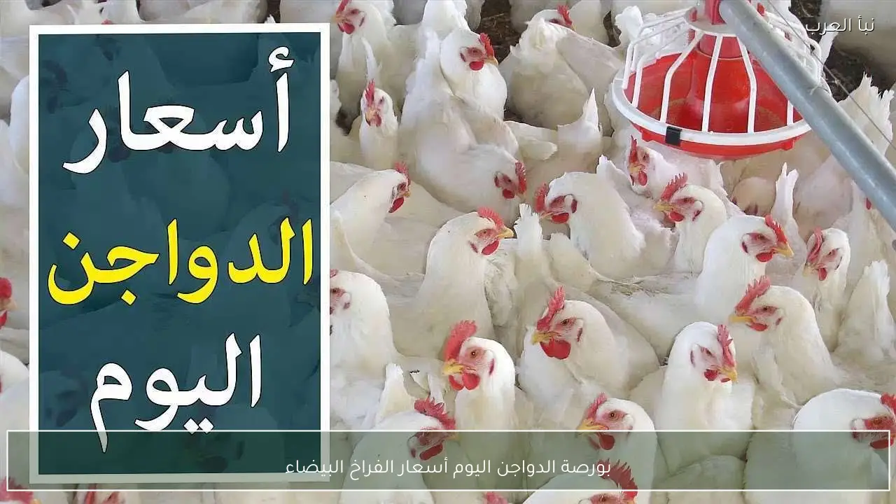 أسعار الفراخ البيضاء في بورصة الدواجن اليوم وفي الاسواق المصرية للمستهلكين