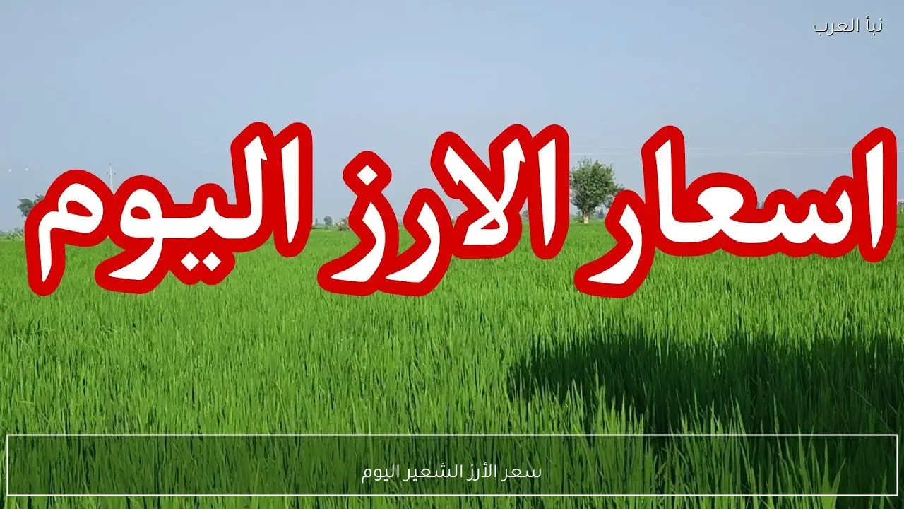 سعر الأرز الشعير اليوم  السبت 11 أبريل 2026 في الاسواق والمضارب المصرية