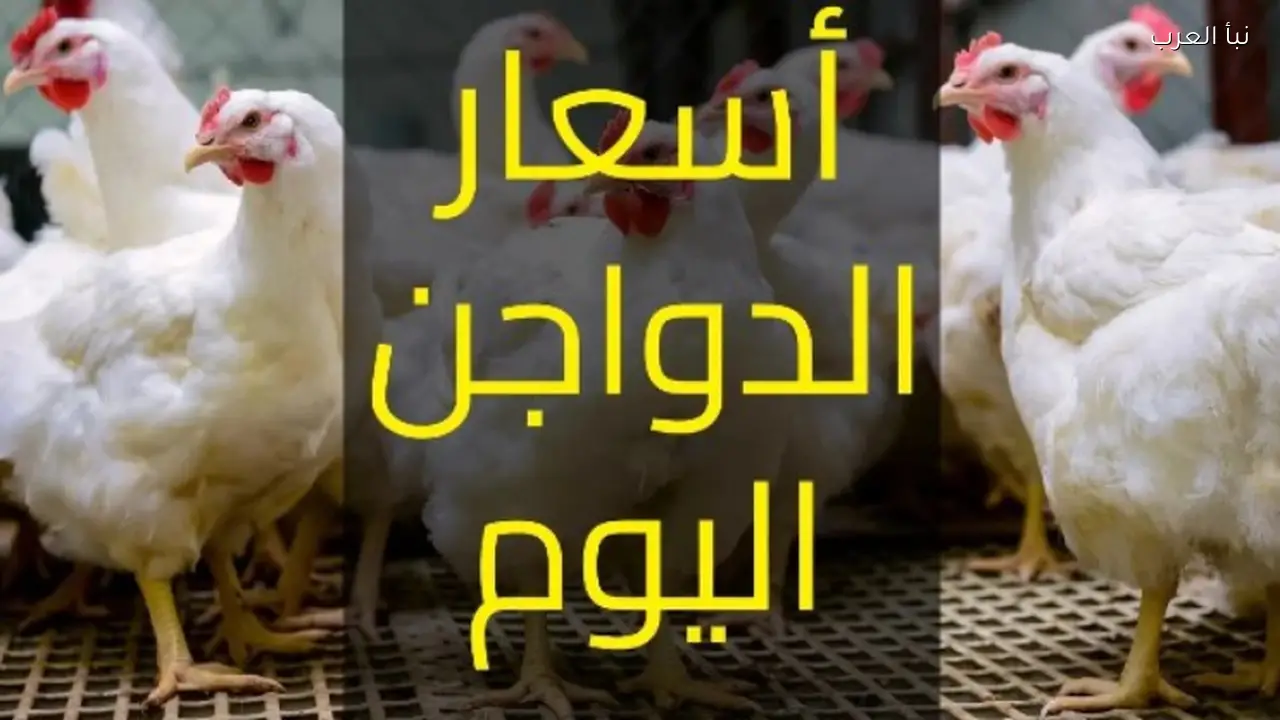أسعار الدواجن اليوم الثلاثاء 14 أبريل 2026.. تحديثات الأسواق والمزارع